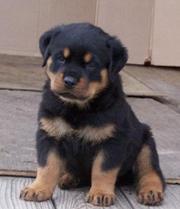 A champion bloodline, 3 months old, ROTTWEILER for sale (urgent)...