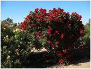 Home Garden Service at Bhopal