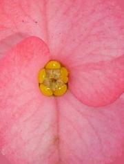 Golden Vinayak Swayam Prakash