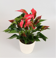 Buy Anthurims Plants Online 