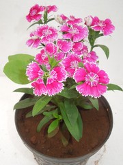 Buy Seasonal Plants Online 