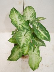 Buy Indoor Plants Online 