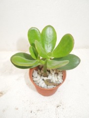 Buy Succulents Plants Online 