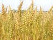 Organic Wheat Seeds