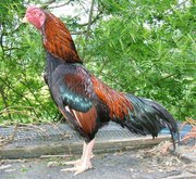 Supply of country chicken