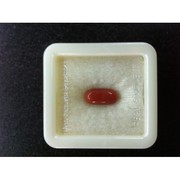 NATURAL RED CORAL _ MOONGA @ DELHI, SONIPAT, PANIPAT