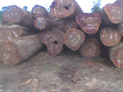 bubinga, okan, tali, iroko, maobi, sappeli, ayous, doussi and many more