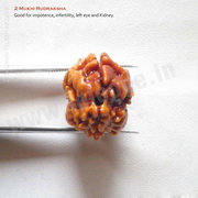 Buy Original 2 Mukhi Rudraksha at Best Price