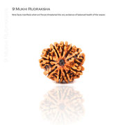 Original 9 mukhi rudraksha only Rs 3900 Call- 09250018100