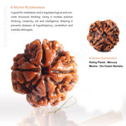 Original 4 Mukhi Rudraksha,  Four Mukhi Rudraksha