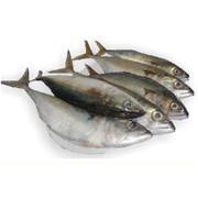 Online Fish store with free home delivery service Vasco Goa.