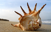 Retail Nature Rare SeaShell from Vietnam sea South China Sea