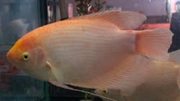 White Giant Gourami