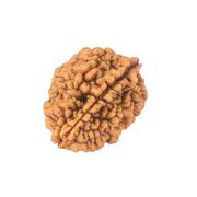 Buy Best Two 2 Mukhi Rudraksha In India