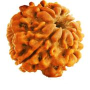 Buy Best One 1 Mukhi Rudraksha In India