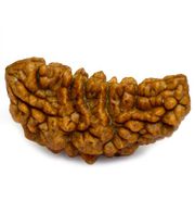 Buy Original Ek Mukhi Rudraksha Online