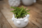 live plants with ceramic pots