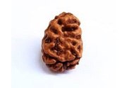 One Mukhi Rudraksha in Bhubaneswar