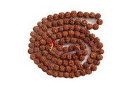 Five Mukhi Rudraksha in Bhubaneswar