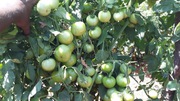 Tomato Saaho (TO3251)- 3500 Seeds