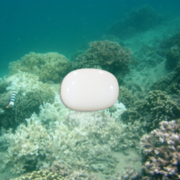 Buy White Coral Gemstone Online at Best Price