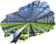 hydroponics in mumbai  -Higronics