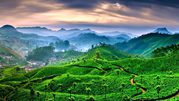 Munnar Sightseeing Package