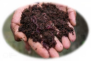 Vermicompost organic fertilizer