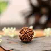 Rudraksha 4 Mukhi