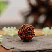 5 Mukhi Rudraksha