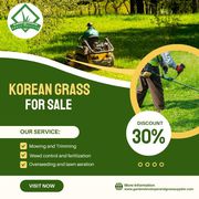 Korean Grass for Sale | Premium Lawn Grass for Beautiful GardensKorean