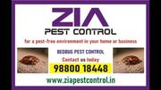 Bedbug Pest Control services 